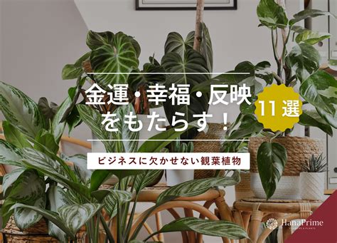 風水植物|風水効果がある観葉植物20選｜金運・恋愛運が上がるのは？置き 